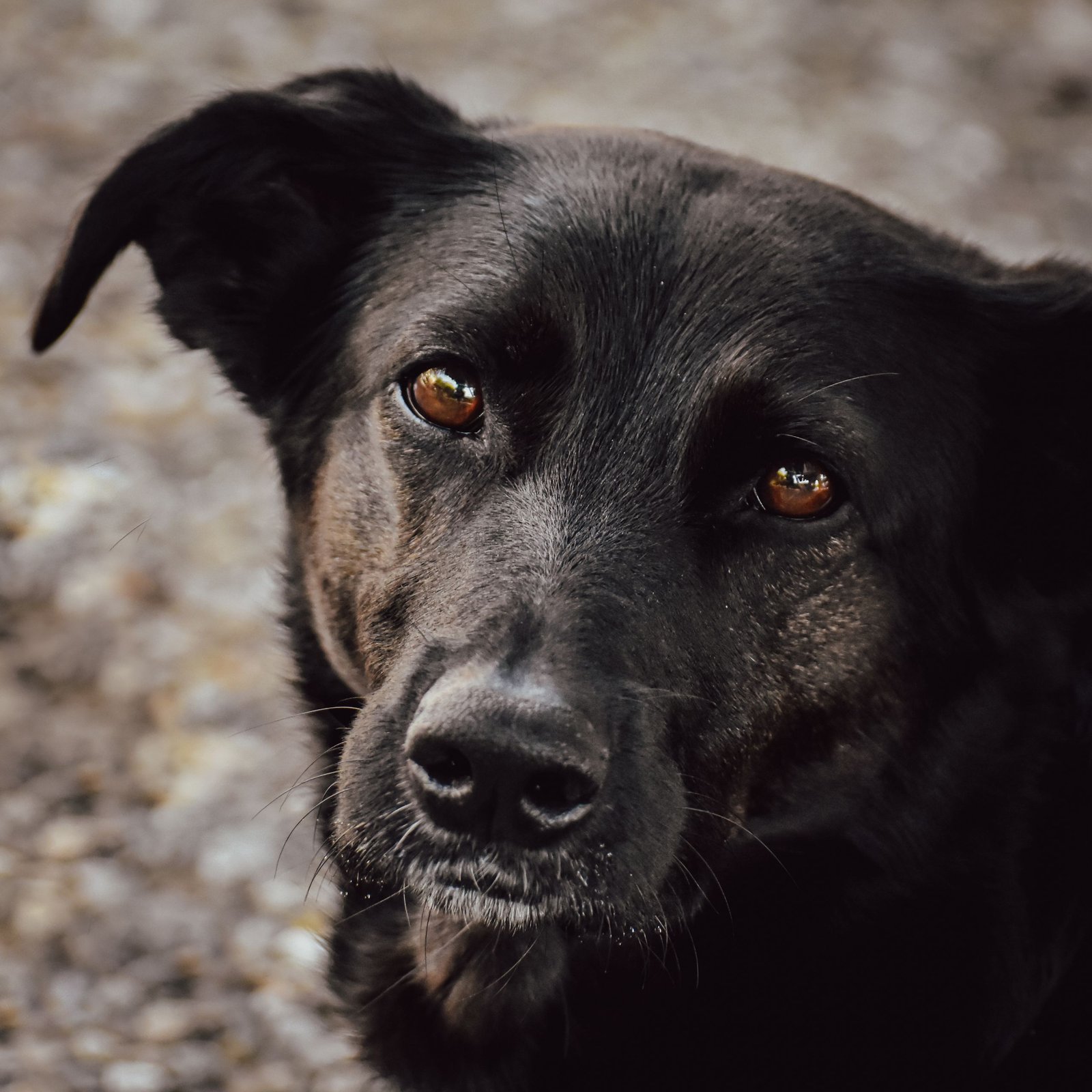 Intimate close-up of a soulful black dog staring closely with captivating brown eyes.